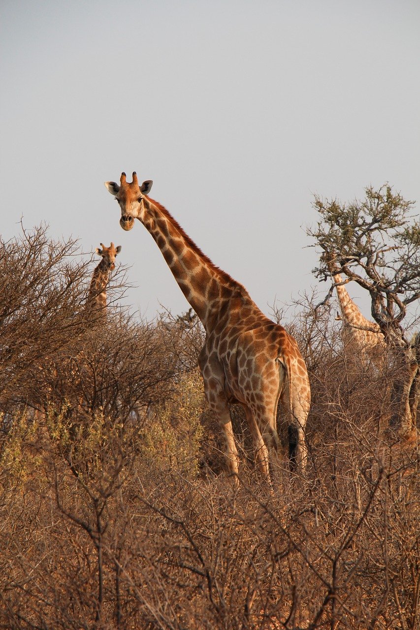 giraffes, herd, safari, namibia, south africa, africa, savannah, nature, forest, wildlife, safari, safari, safari, safari, safari, south africa, south africa, south africa, africa, africa, africa, savannah